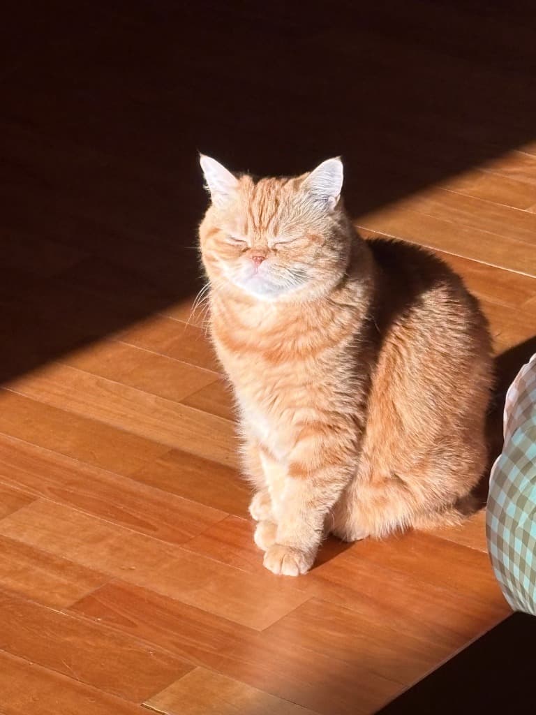 햇살이 드는 마루에 앉은 고양이